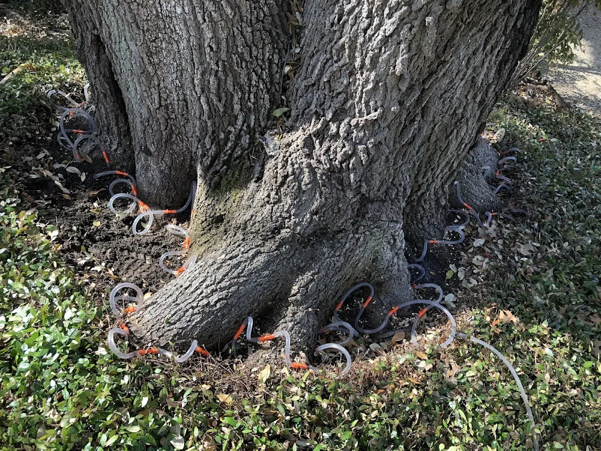 Detailed Tree Cabling and Bracing job site in Rosalia
