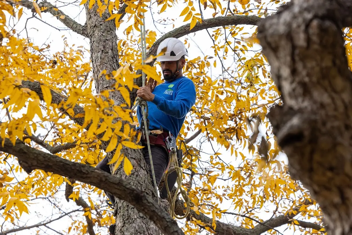 Skilled Tree Pruning crew working in Rosalia