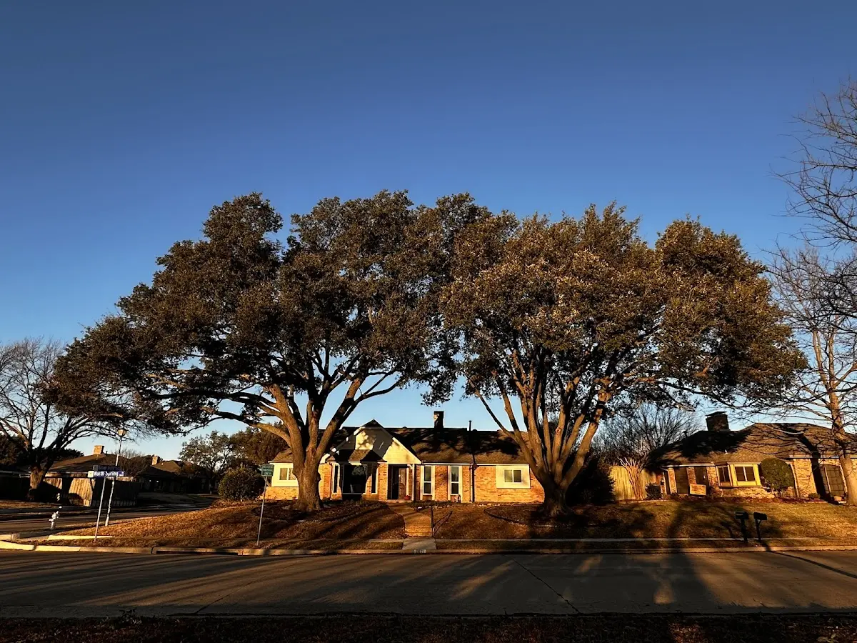 Established residential canopy tree shading a home in Rosalia